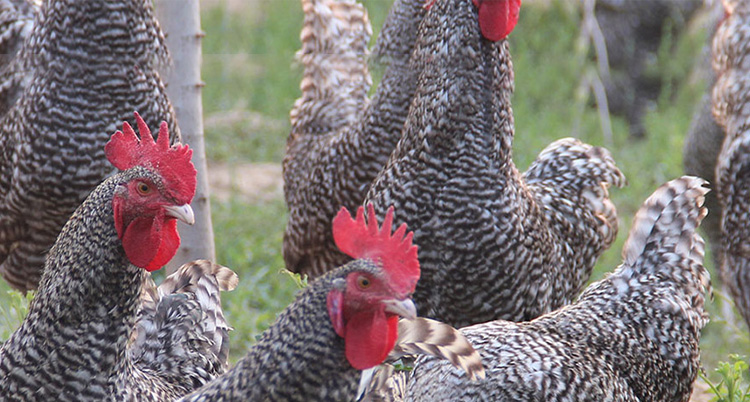 山東省濟(jì)寧市同力機械股份有限公司